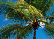 Web漏洞扫描工具